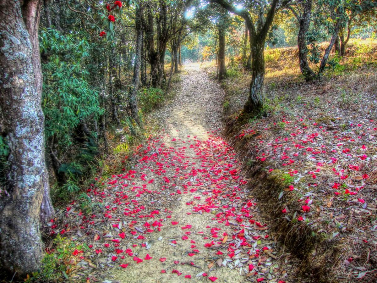 Silent Trail -jilling Sanctuary 2* Nainital